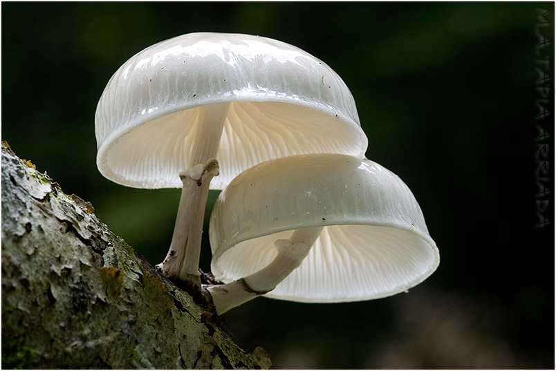 Oudemansiella mucida photo 6
