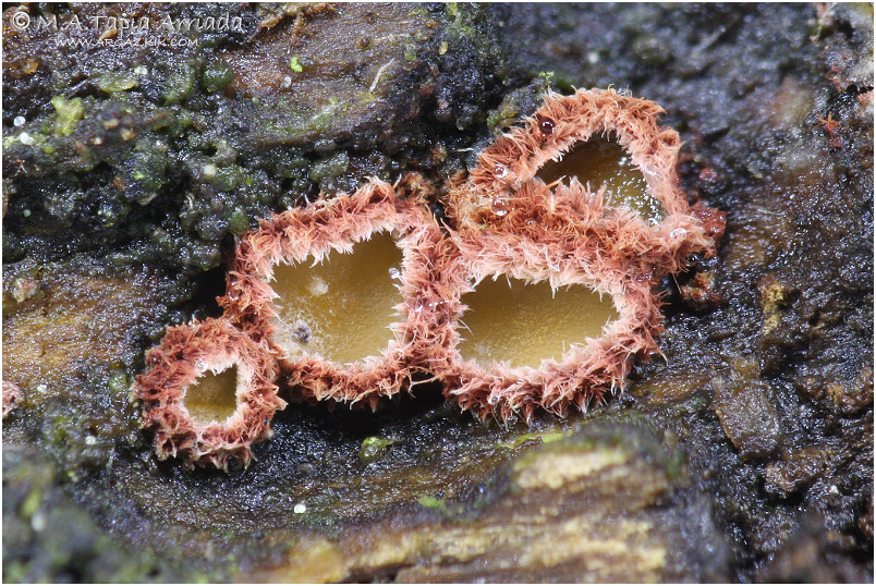 Perrotia flammea photo 2