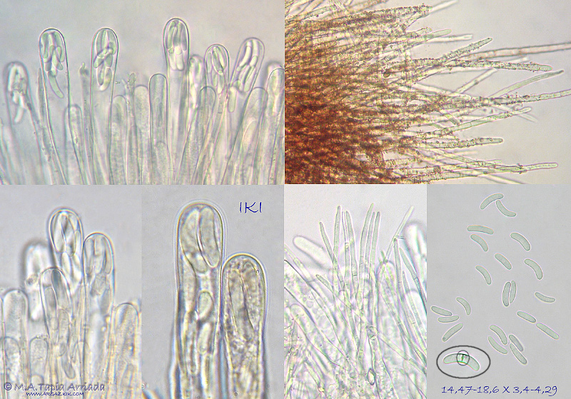 Perrotia flammea photo 3