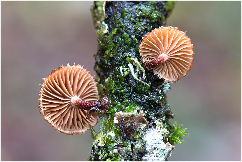 Phaeomarasmius erinaceus photo 1