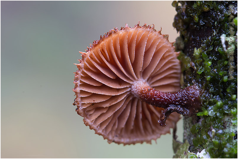 Phaeomarasmius erinaceus photo3