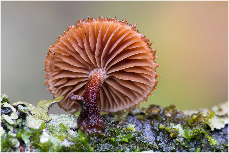 Phaeomarasmius erinaceus photo 4