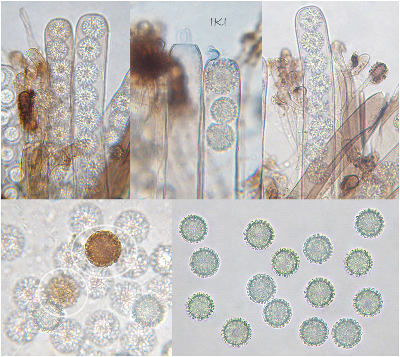 Plicaria carbonaria photo 3