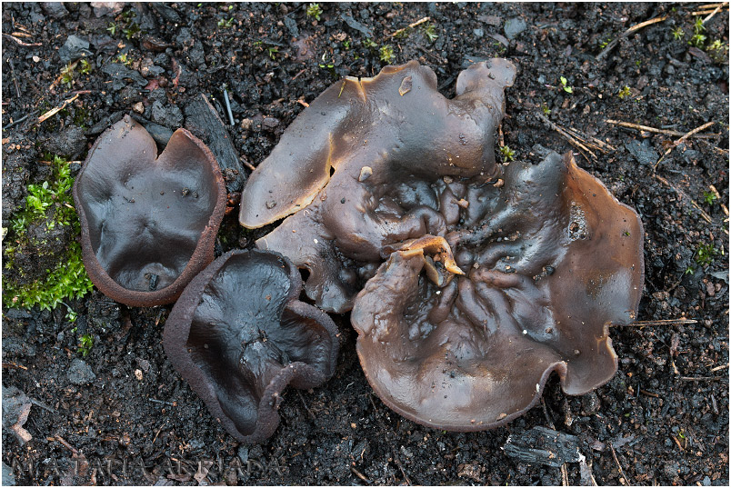Plicaria endocarpoides photo 1