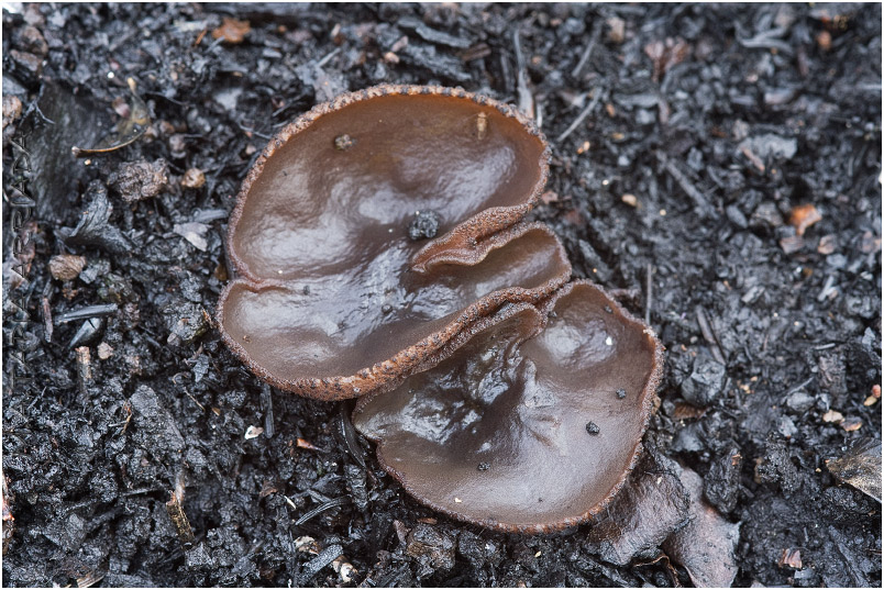 Plicaria endocarpoides photo 2
