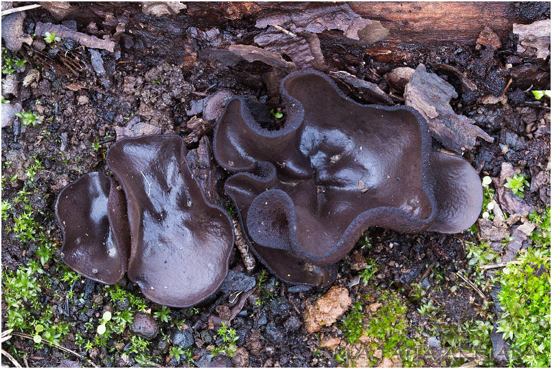 Plicaria endocarpoides photo 3
