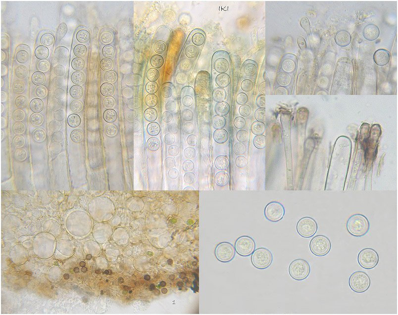 Plicaria endocarpoides photo 4