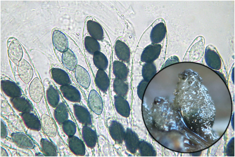 Podospora tetraspora photo 2