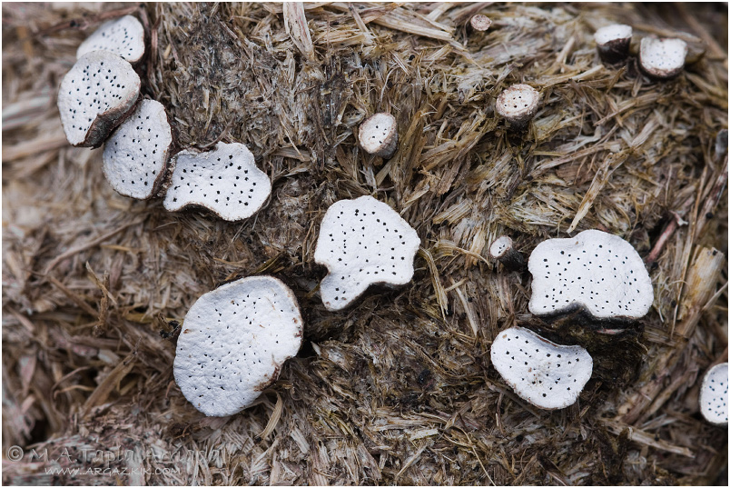 Poronia punctata photo 1