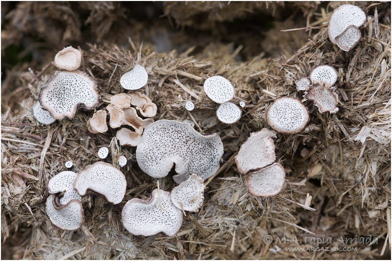Poronia punctata photo 2