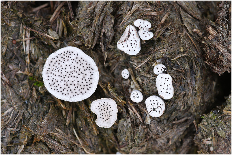 Poronia punctata photo 3