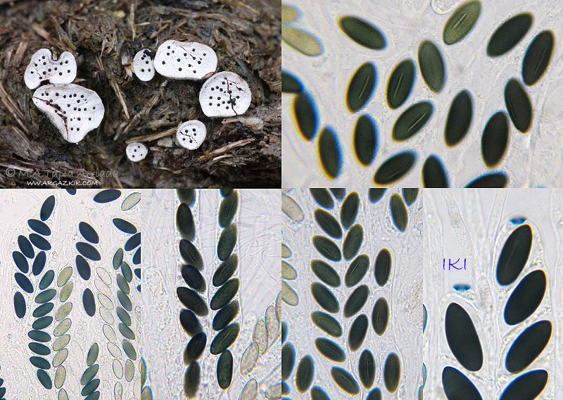 Poronia punctata photo 4