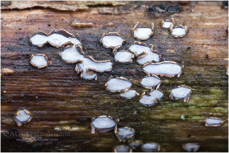 Propolis farinosa photo 1