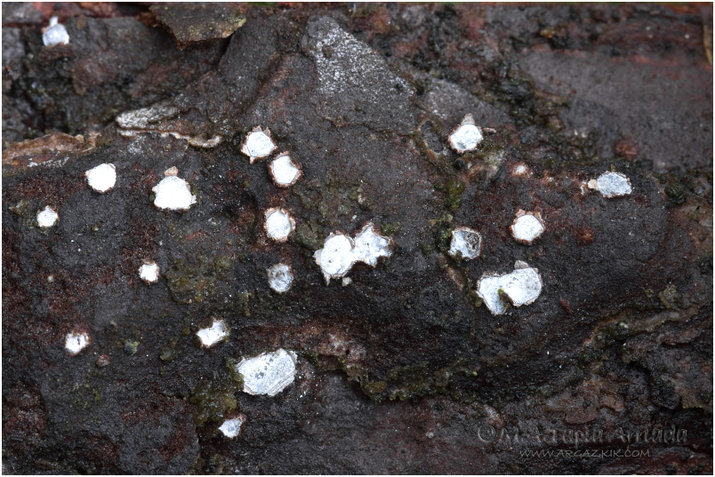 Propolis leonis photo 1
