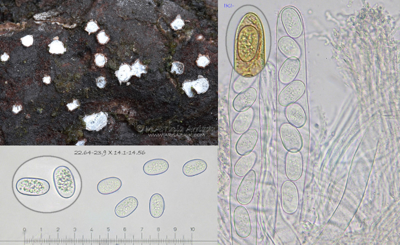 Propolis leonis photo 2