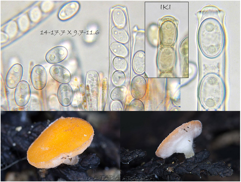 Pseudopithyella