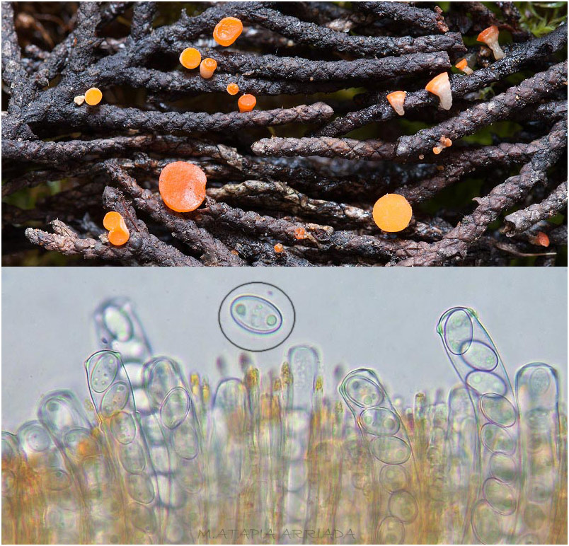 Pseudopithyella minuscula photo 2
