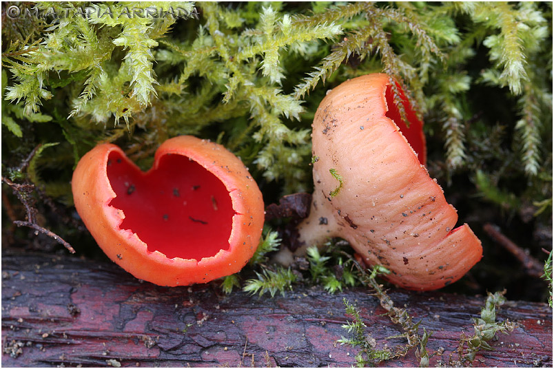 Sarcoscypha austriaca photo 2