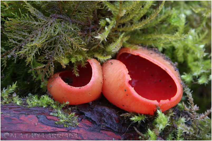 Sarcoscypha austriaca photo 3