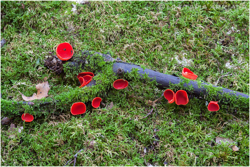 Sarcoscypha coccinea photo 2