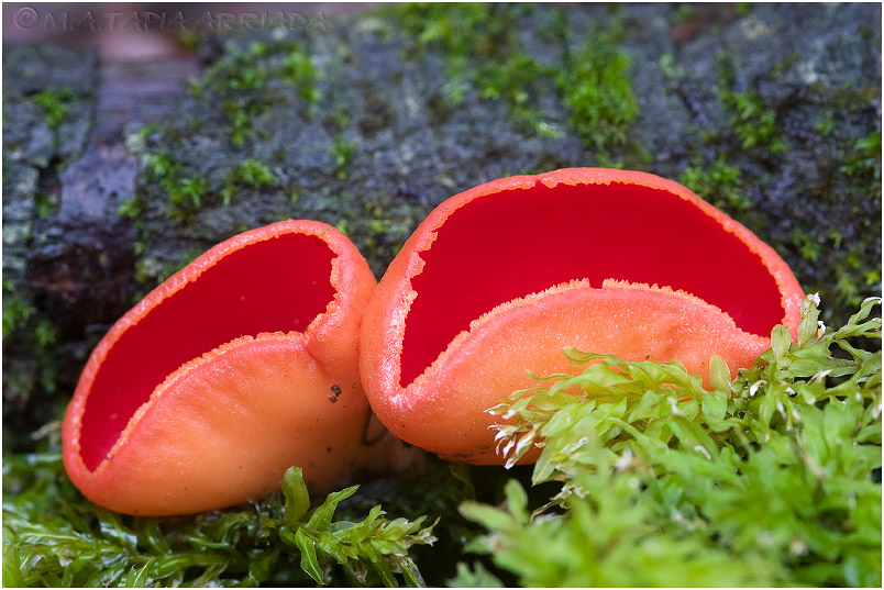 Sarcoscypha coccinea photo 3