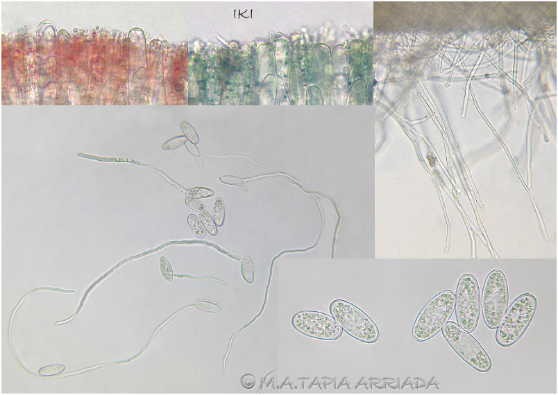 Sarcoscypha coccinea photo 4