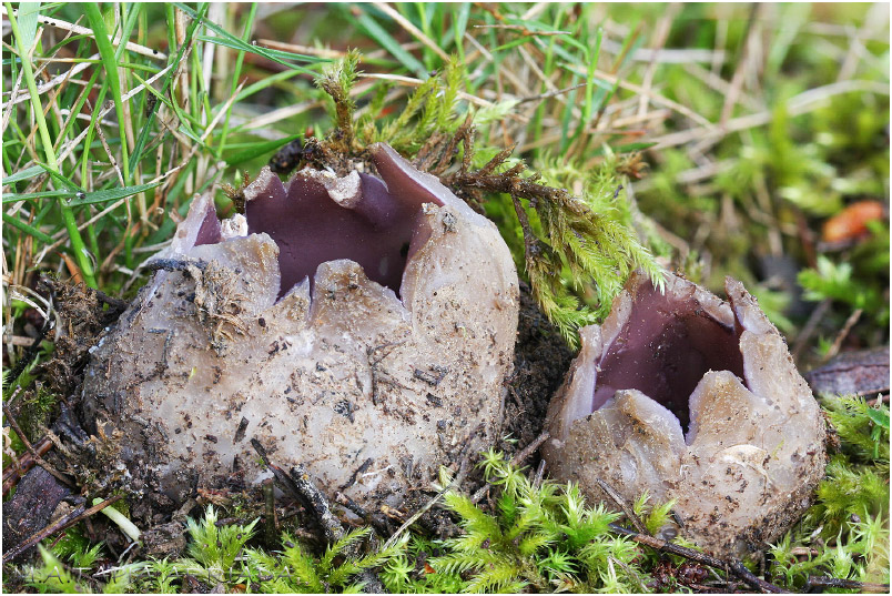Sarcosphaera coronaria photo 2