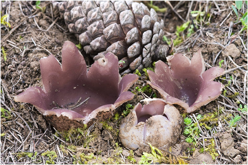 Sarcosphaera coronaria photo 3