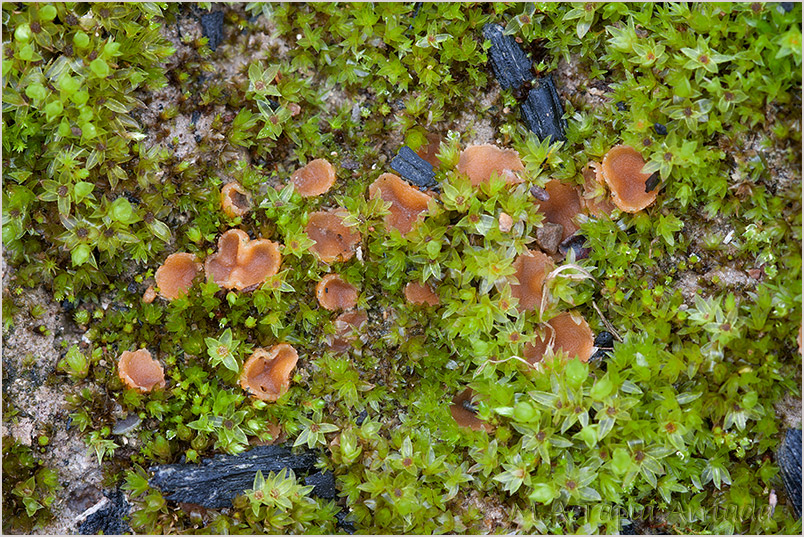 Sepultariella patavina photo 3