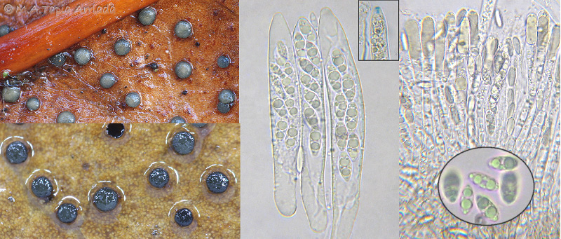 Trochila laurocerasi photo 3