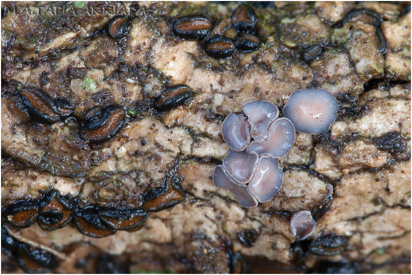 Unguiculariopsis ravenelii photo 1