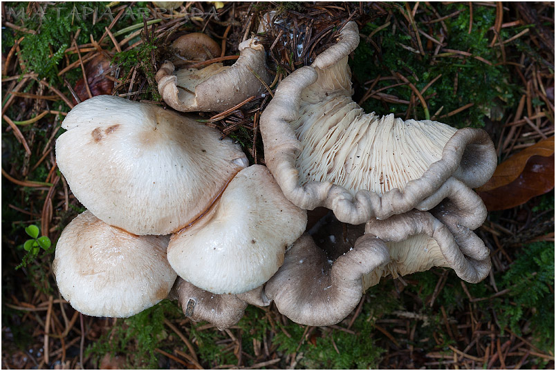 Volvariella surrecta photo 3