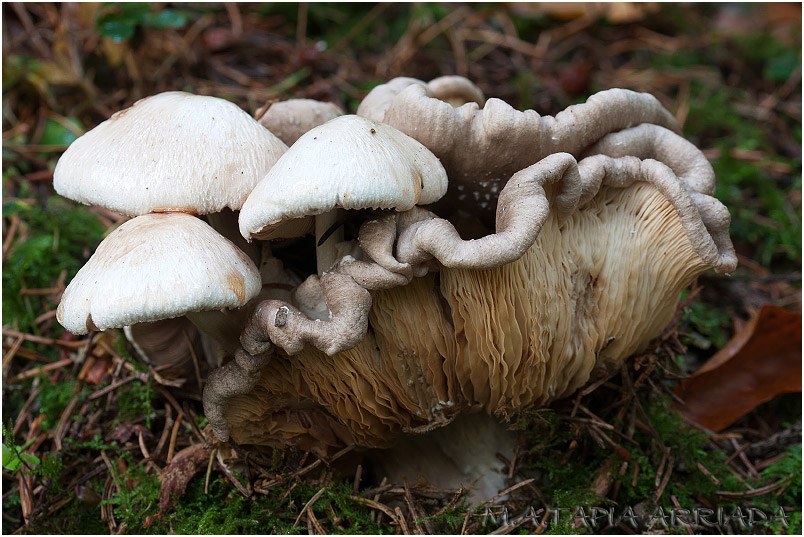 Volvariella surrecta photo 4