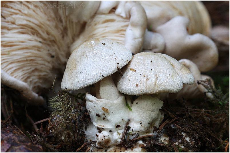Volvariella surrecta photo 5