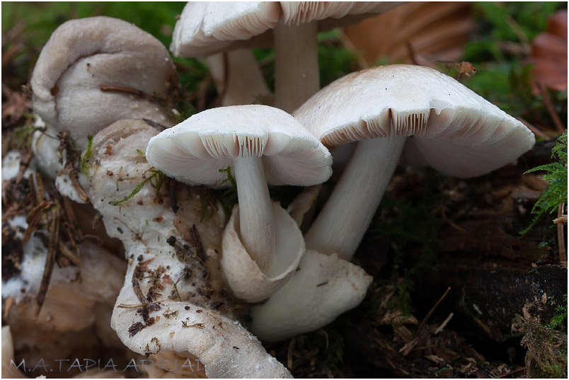 Volvariella surrecta photo 6