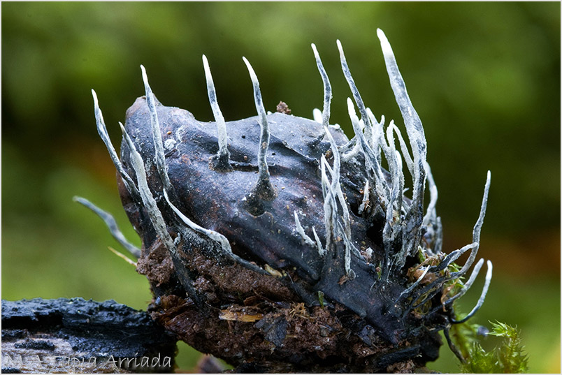 Xylaria carpophila photo 1