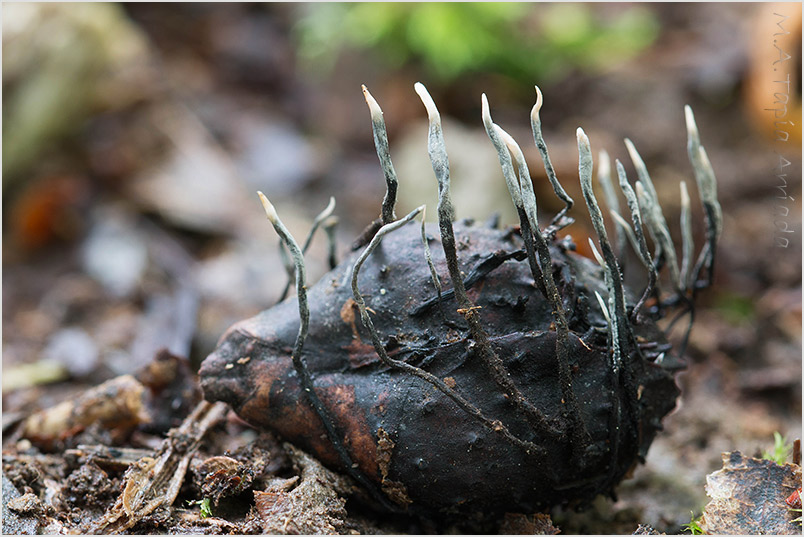 Xylaria carpophila photo 2