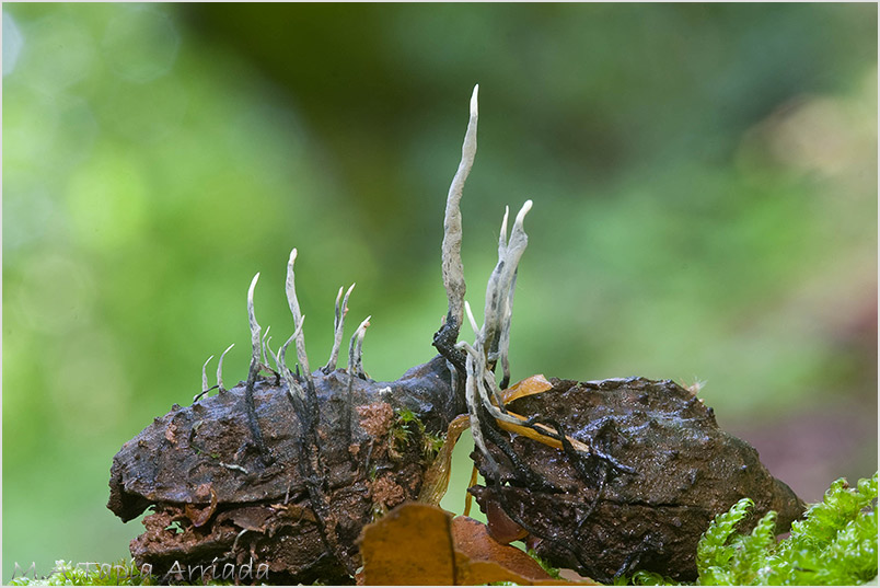 Xylaria carpophila photo 4