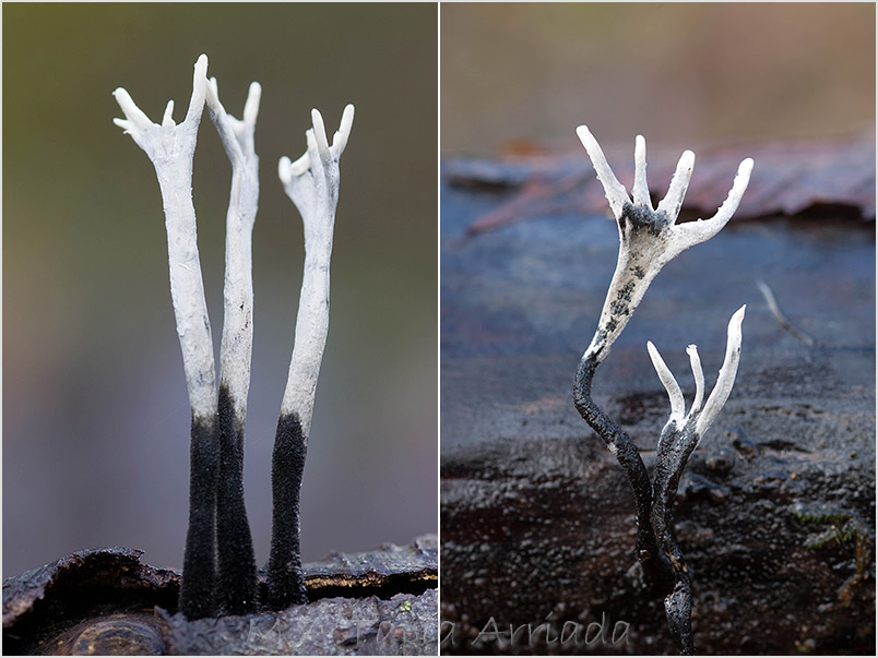 Xylaria hypoxylon photo 3