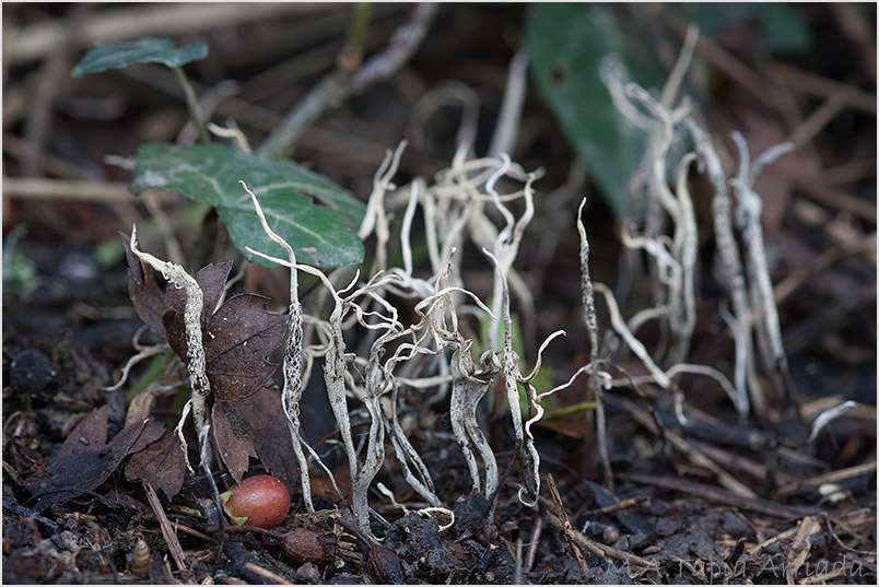 Xylaria oxyacanthae photo 2