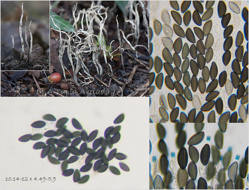 Xylaria oxyacanthae photo 3