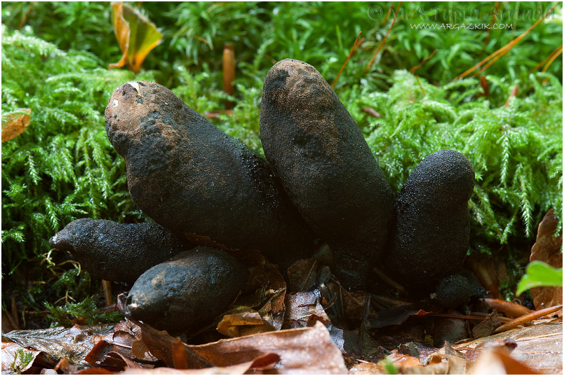 Xylaria polymorpha photo 1