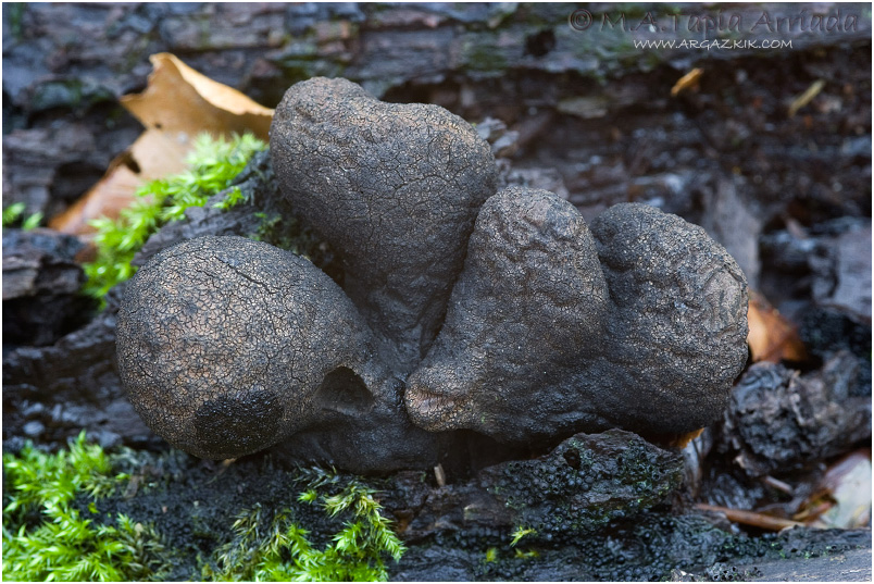 Xylaria polymorpha photo 2