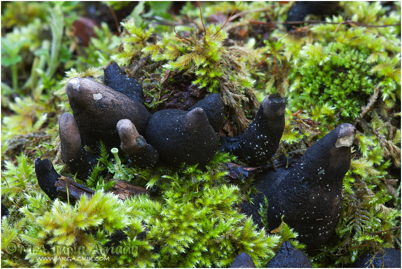 Xylaria polymorpha photo 3