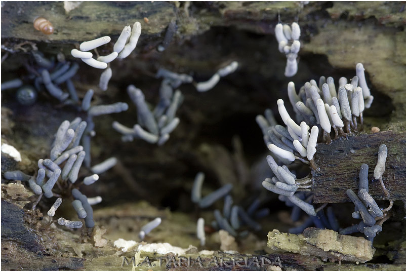 Arcyria cinerea photo 2