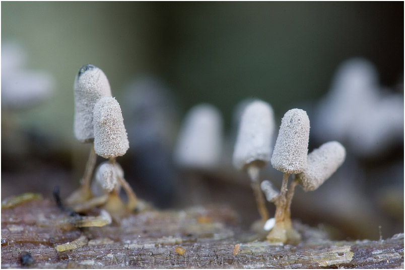 Arcyria cinerea photo 4