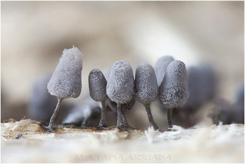 Arcyria cinerea photo 5