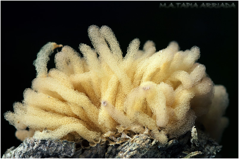 Arcyria obvelata 1 Arcyria obvelata photo 1