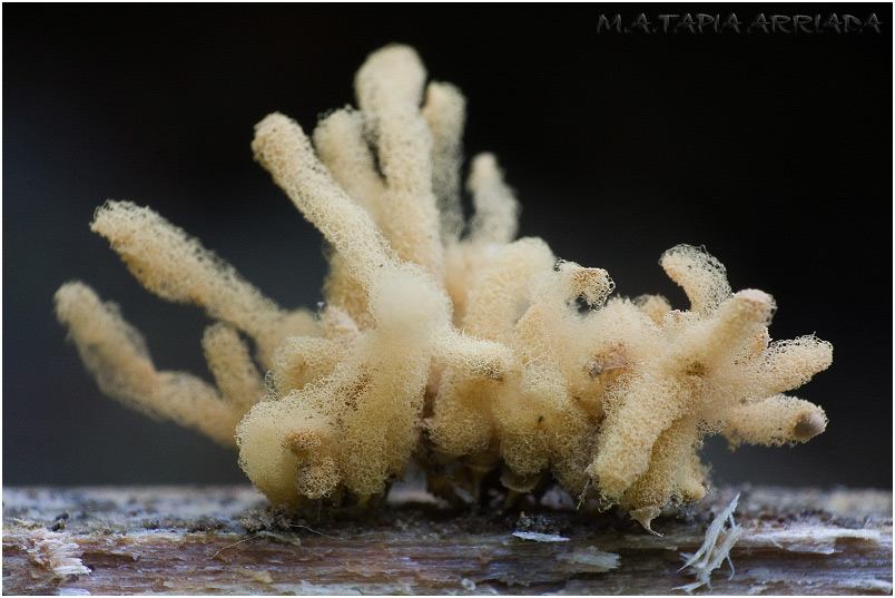 Arcyria obvelata 2 Arcyria obvelata photo 2