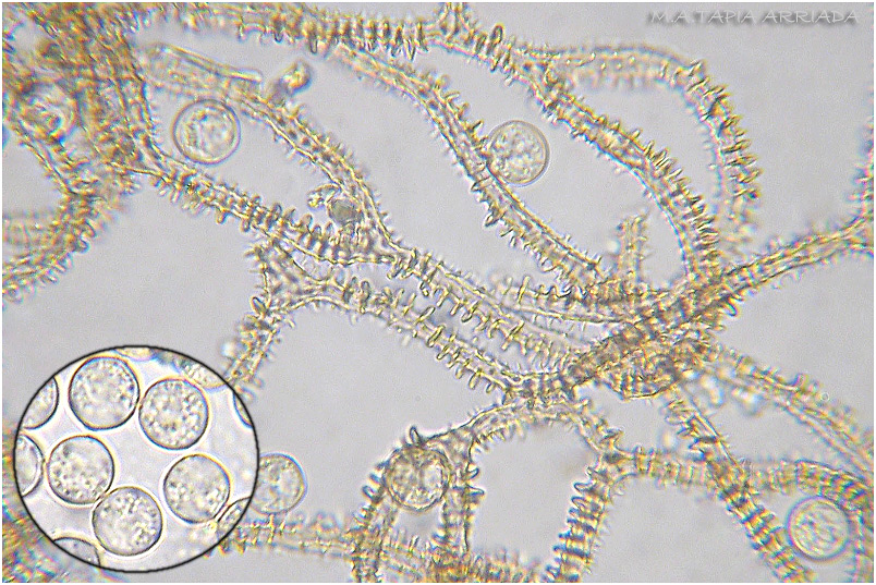 Arcyria obvelata 6 Arcyria obvelata photo 6